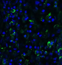 Anti-SMURF2 antibody used in IHC (Paraffin sections) (IHC-P). GTX31571