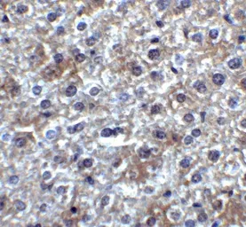 Anti-SMURF2 antibody used in IHC (Paraffin sections) (IHC-P). GTX31571