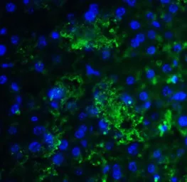 Anti-SMURF2 antibody used in IHC (Paraffin sections) (IHC-P). GTX31571
