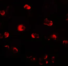 Anti-OASL antibody used in Immunocytochemistry/ Immunofluorescence (ICC/IF). GTX31572