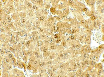 Anti-Deptor antibody used in IHC (Paraffin sections) (IHC-P). GTX31575