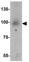 Anti-VPS34 antibody used in Western Blot (WB). GTX31583