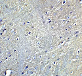 Anti-GABARAPL2 antibody used in IHC (Paraffin sections) (IHC-P). GTX31584