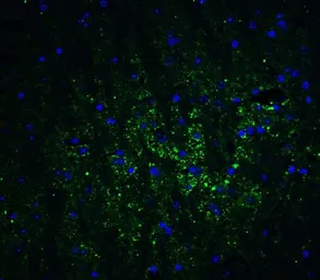 Anti-GABARAPL2 antibody used in IHC (Paraffin sections) (IHC-P). GTX31584