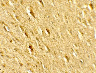 Anti-GABARAPL2 antibody used in IHC (Paraffin sections) (IHC-P). GTX31584