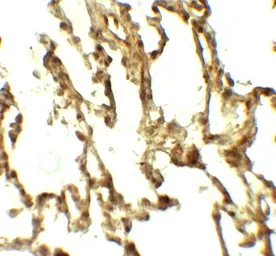 Anti-ATG4C antibody used in IHC (Paraffin sections) (IHC-P). GTX31585