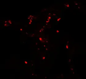 Anti-ATG4C antibody used in IHC (Paraffin sections) (IHC-P). GTX31585