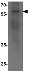 Anti-ATG4C antibody used in Western Blot (WB). GTX31585