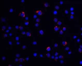 Anti-LIN54 antibody used in Immunocytochemistry/ Immunofluorescence (ICC/IF). GTX31591