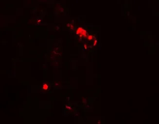 Anti-Rubicon antibody used in IHC (Paraffin sections) (IHC-P). GTX31593