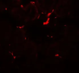 Anti-Vezatin antibody used in IHC (Paraffin sections) (IHC-P). GTX31594