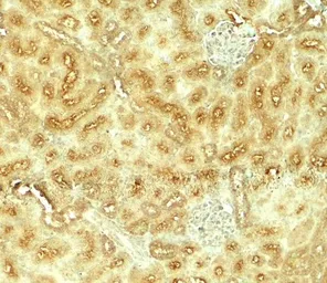Anti-Vezatin antibody used in IHC (Paraffin sections) (IHC-P). GTX31594