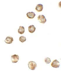 Anti-P2X7 antibody used in Immunocytochemistry/ Immunofluorescence (ICC/IF). GTX31600