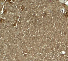 Anti-KLF17 antibody used in IHC (Paraffin sections) (IHC-P). GTX31603