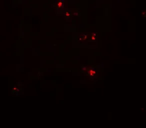 Anti-DTX4 antibody used in IHC (Paraffin sections) (IHC-P). GTX31606