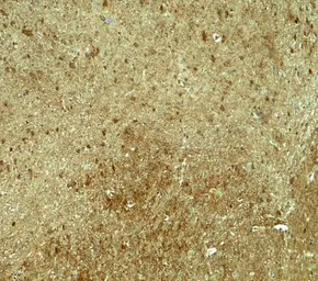Anti-PJA1 antibody used in IHC (Paraffin sections) (IHC-P). GTX31608