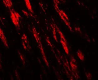Anti-PJA1 antibody used in IHC (Paraffin sections) (IHC-P). GTX31608