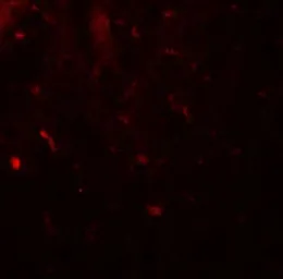 Anti-MALT1 antibody used in IHC (Paraffin sections) (IHC-P). GTX31609