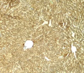 Anti-TRIB3 antibody used in IHC (Paraffin sections) (IHC-P). GTX31610