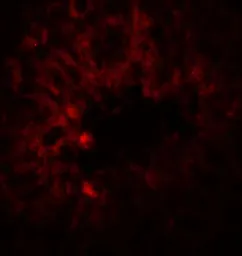 Anti-SOX4 antibody used in IHC (Paraffin sections) (IHC-P). GTX31613