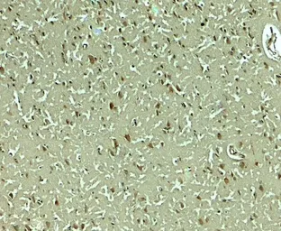 Anti-SLC29A4 antibody used in IHC (Paraffin sections) (IHC-P). GTX31614