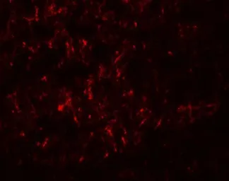 Anti-SLC29A4 antibody used in IHC (Paraffin sections) (IHC-P). GTX31614
