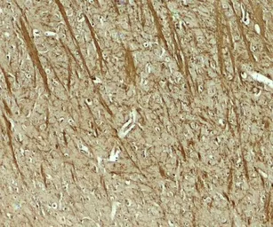 Anti-ODZ3 antibody used in IHC (Paraffin sections) (IHC-P). GTX31616