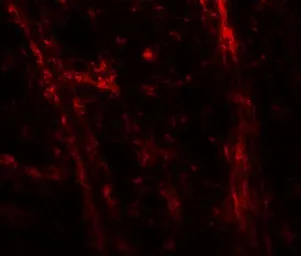 Anti-ODZ3 antibody used in IHC (Paraffin sections) (IHC-P). GTX31616