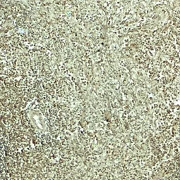 Anti-SNRPN antibody used in IHC (Paraffin sections) (IHC-P). GTX31617