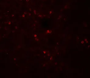 Anti-SNRPN antibody used in IHC (Paraffin sections) (IHC-P). GTX31617