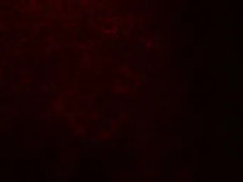 Anti-QSOX1 antibody used in IHC (Paraffin sections) (IHC-P). GTX31618