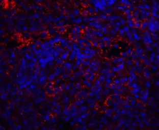 Anti-QSOX1 antibody used in IHC (Paraffin sections) (IHC-P). GTX31618