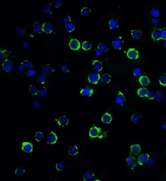 Anti-MAGEA4 antibody used in Immunocytochemistry/ Immunofluorescence (ICC/IF). GTX31620