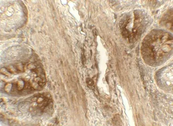 Anti-ERP72 antibody used in IHC (Paraffin sections) (IHC-P). GTX31622