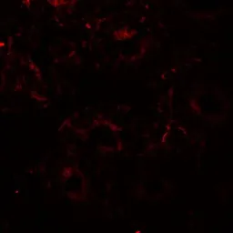 Anti-ERP72 antibody used in IHC (Paraffin sections) (IHC-P). GTX31622