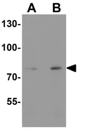 Anti-ERP72 antibody used in Western Blot (WB). GTX31622