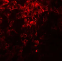 Anti-PDI antibody used in IHC (Paraffin sections) (IHC-P). GTX31623