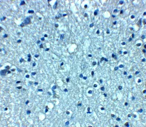 Anti-VTI1A antibody used in IHC (Paraffin sections) (IHC-P). GTX31627
