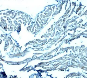 Anti-GAS6 antibody used in IHC (Paraffin sections) (IHC-P). GTX31628