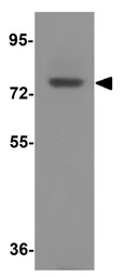 Anti-GAS6 antibody used in Western Blot (WB). GTX31628