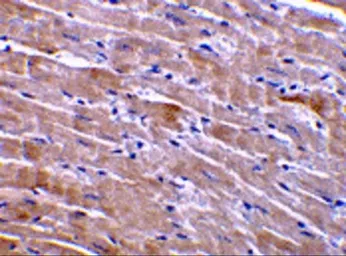 Anti-GFR alpha 3 antibody used in IHC (Paraffin sections) (IHC-P). GTX31634