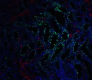 Anti-GFR alpha 3 antibody used in IHC (Paraffin sections) (IHC-P). GTX31634