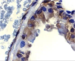 Anti-ICAD antibody used in IHC (Paraffin sections) (IHC-P). GTX31638