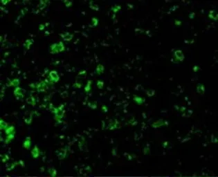 Anti-ICAD antibody used in IHC (Paraffin sections) (IHC-P). GTX31638