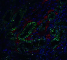 Anti-ICAD antibody used in IHC (Paraffin sections) (IHC-P). GTX31639