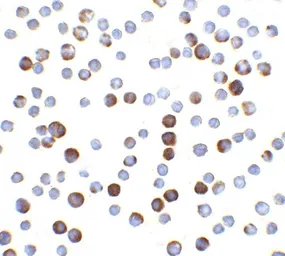 Anti-Caspase 9 antibody used in Immunocytochemistry/ Immunofluorescence (ICC/IF). GTX31643