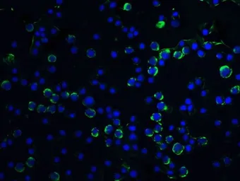 Anti-Caspase 9 antibody used in Immunocytochemistry/ Immunofluorescence (ICC/IF). GTX31643