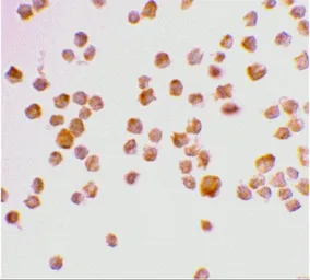 Anti-Caspase 9 antibody used in Immunocytochemistry/ Immunofluorescence (ICC/IF). GTX31643