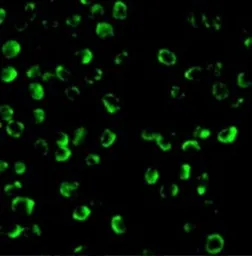 Anti-Caspase 9 antibody used in Immunocytochemistry/ Immunofluorescence (ICC/IF). GTX31643