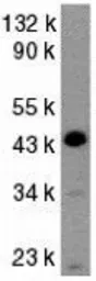 Anti-Caspase 9 antibody used in Western Blot (WB). GTX31643